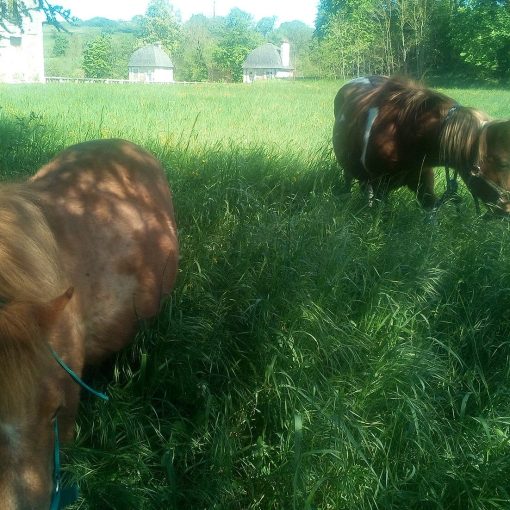 Farida et Sucrette au pré dans l'herbe