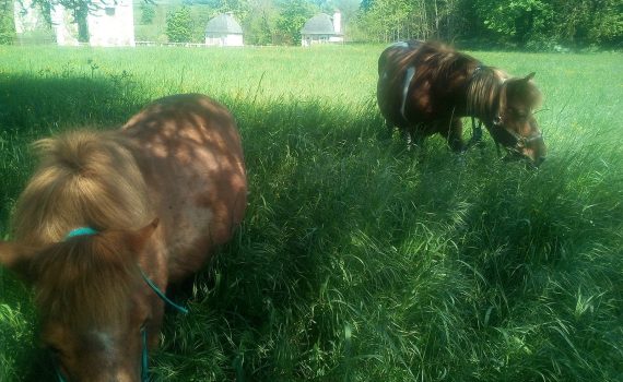 Farida et Sucrette au pré dans l'herbe