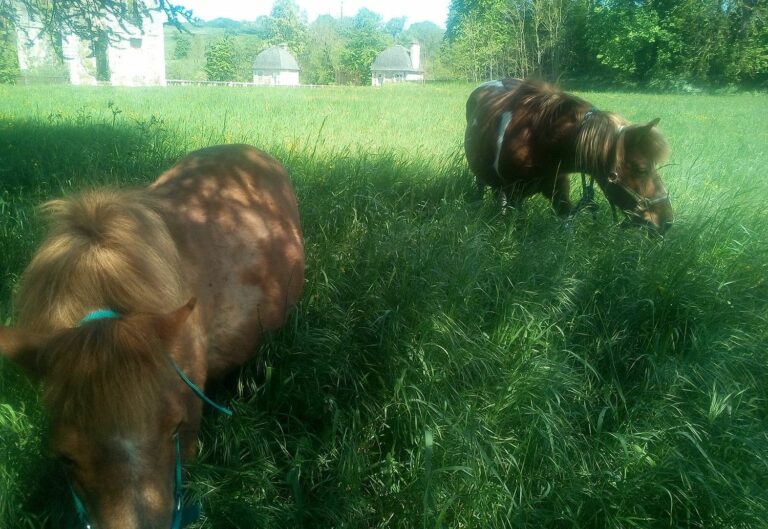 farida et sucrette poneys shetlands au pré
