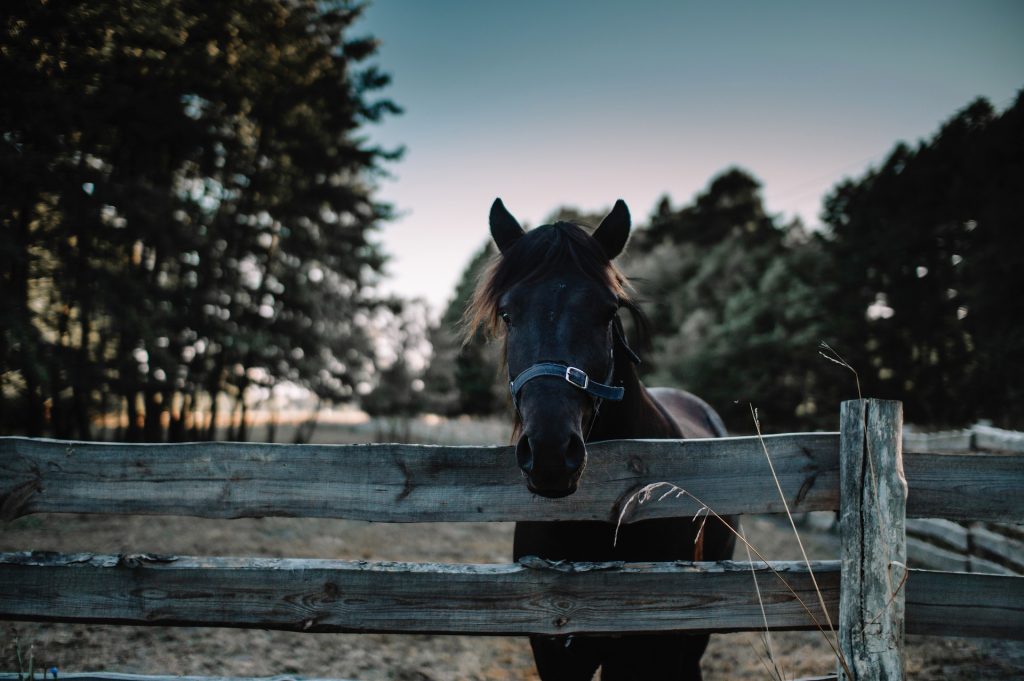 cloture bois cheval