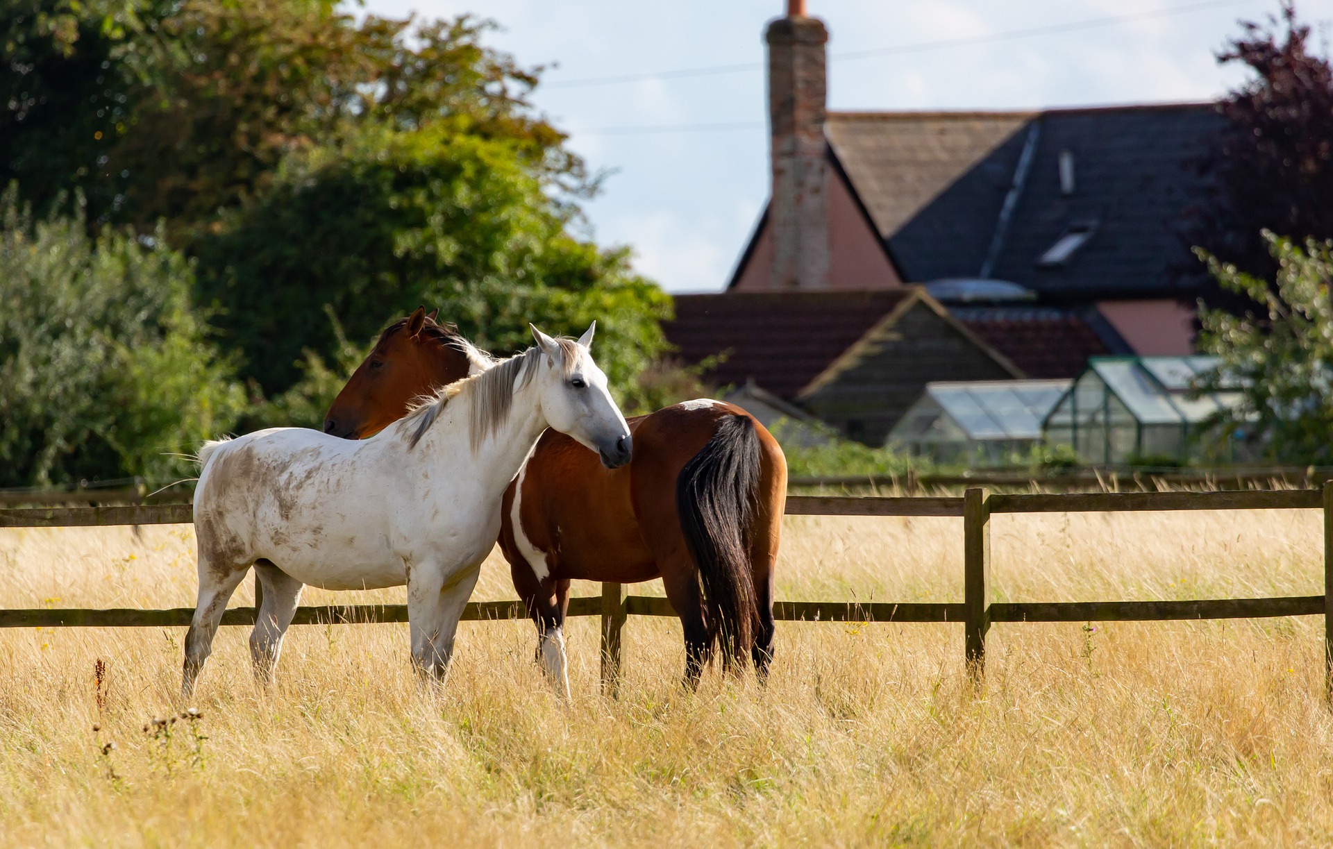 chevaux à la maison equiparadise