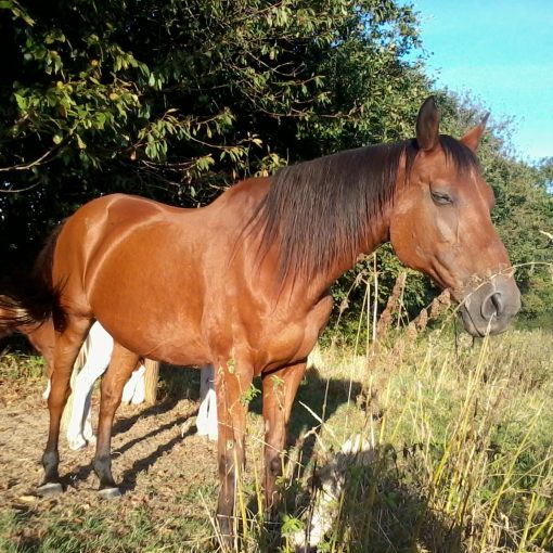 eglon au soleil cheval paradise