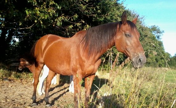 eglon au soleil cheval paradise