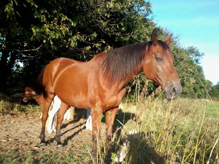 eglon au soleil cheval paradise