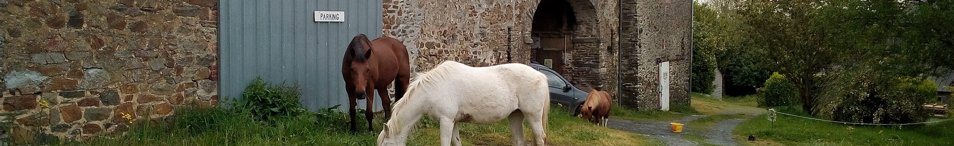 chevaux devant la maison