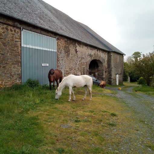 chevaux devant la maison