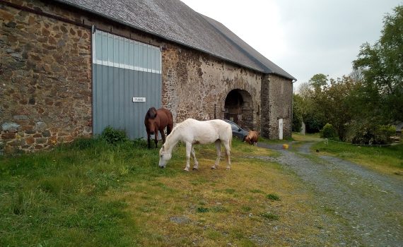 chevaux devant la maison