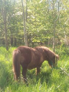 poney au pré