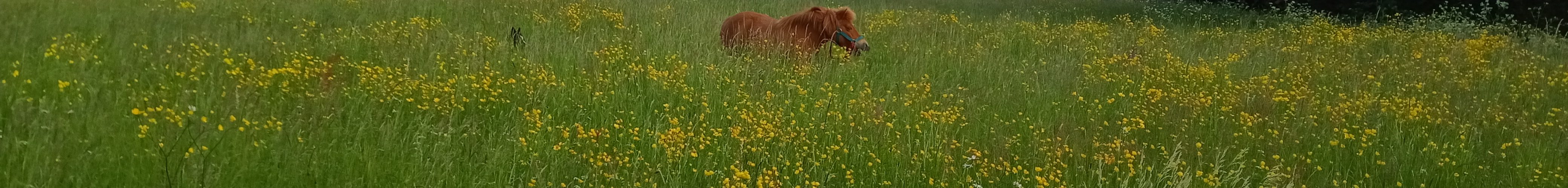 poneys au pré