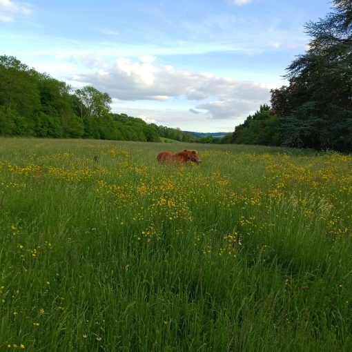 poneys au pré