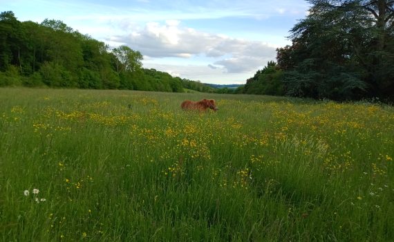 poneys au pré