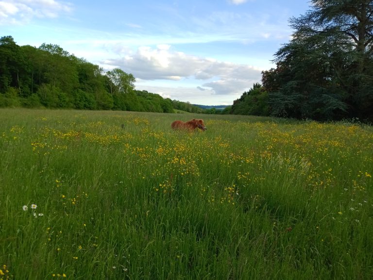 poneys au pré