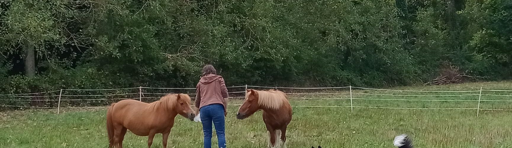 arrivée des ponettes à cheval paradise