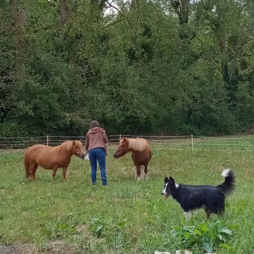 arrivée des ponettes à cheval paradise