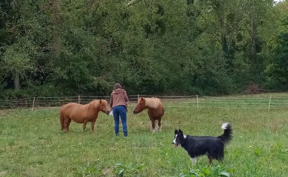 arrivée des ponettes à cheval paradise