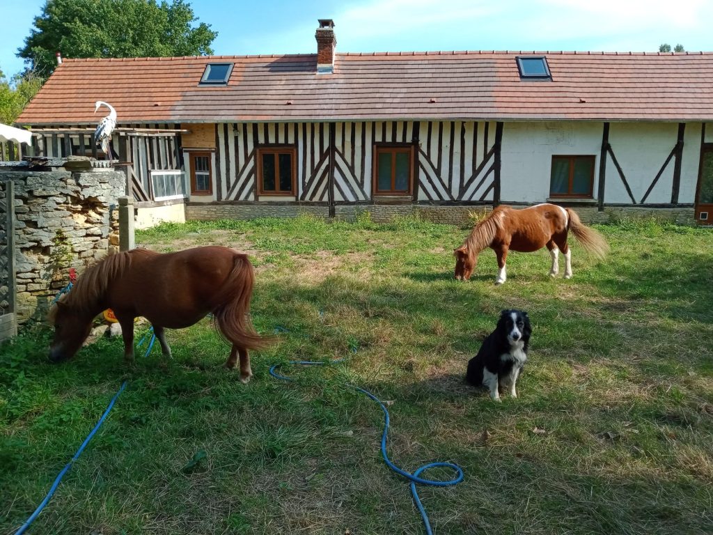 poneys à la maison cheval paradise