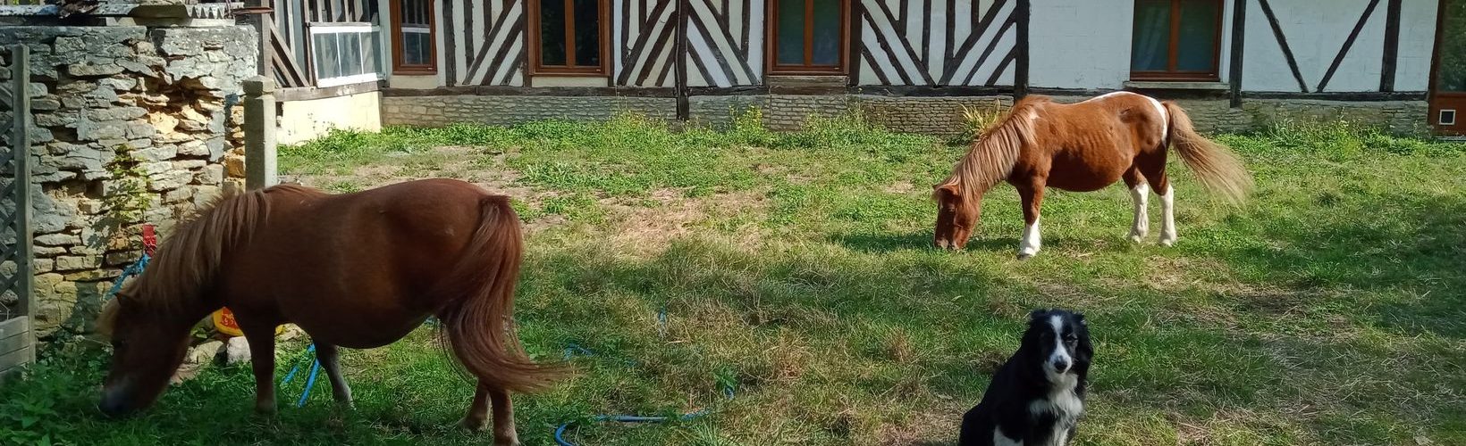 poneys à la maison cheval paradise