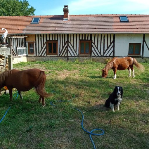 poneys à la maison cheval paradise