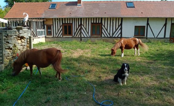 poneys à la maison cheval paradise