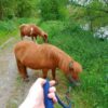balade en main avec les poneys