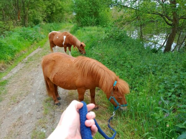 balade en main avec les poneys