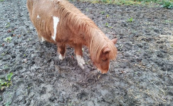 sol portant boue cheval poney