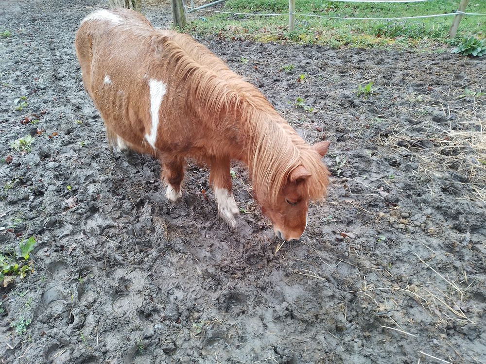 Mon sol est-il portant pour limiter les problèmes de boue au pré pour mon cheval ?