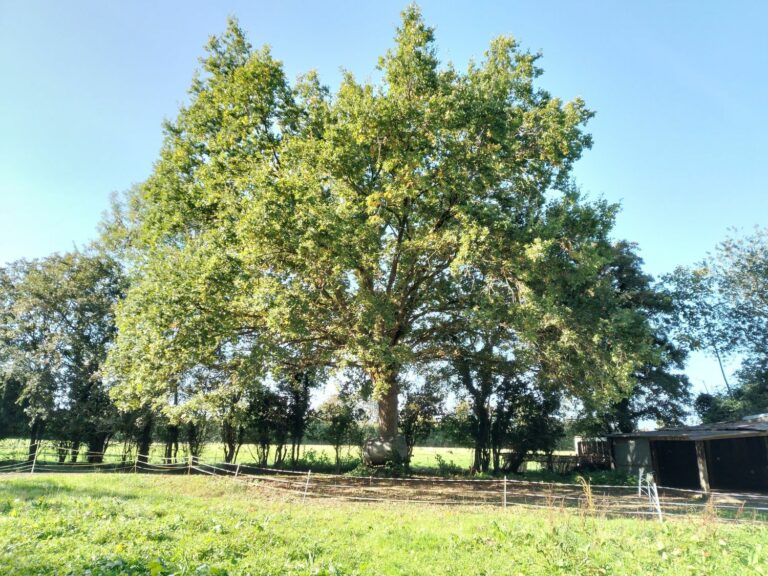 chene dans le pré des chevaux glands