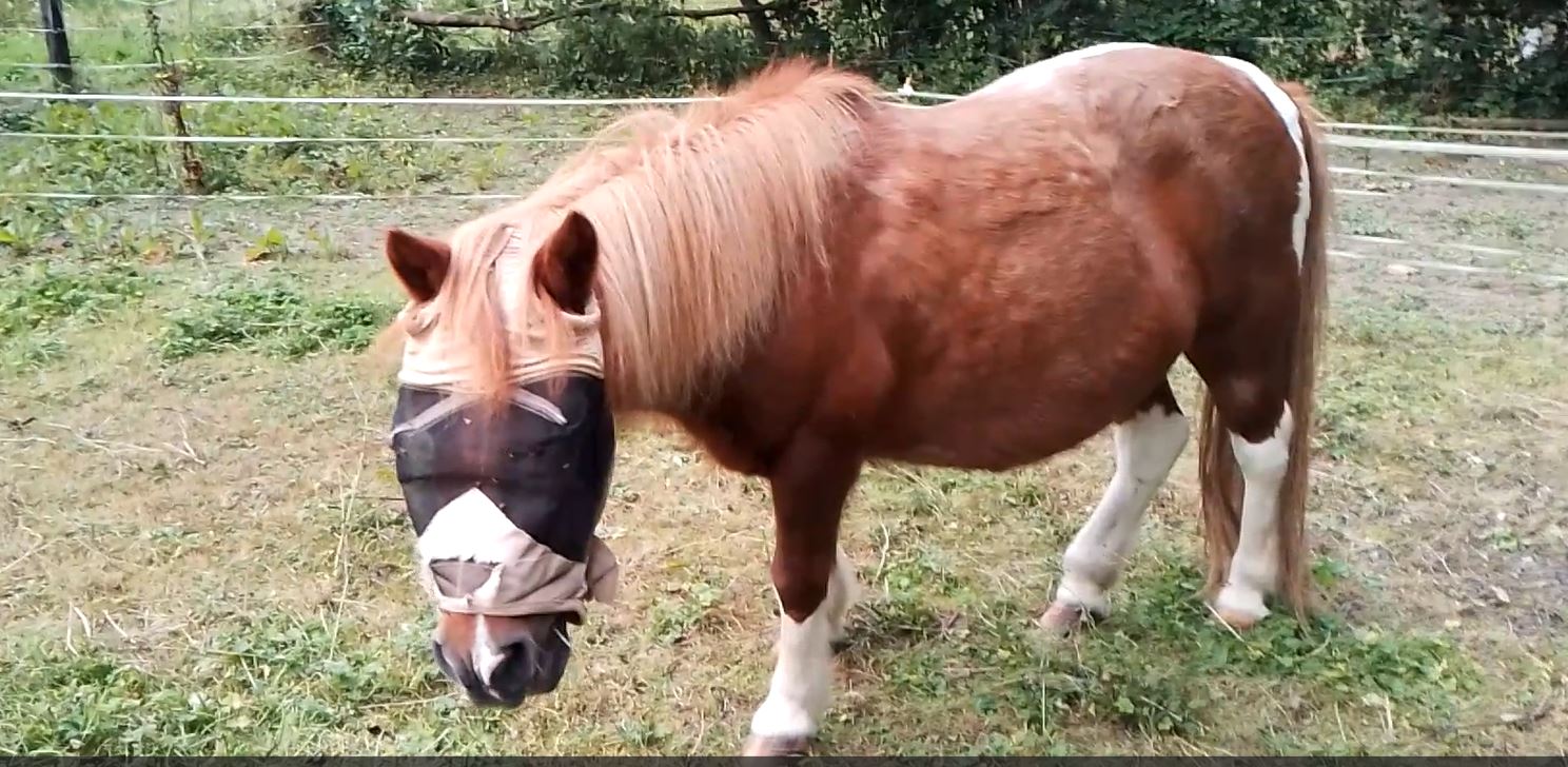 Des solutions pour protéger vos chevaux contre les mouches
