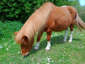 poney shetland au pré herbe rase