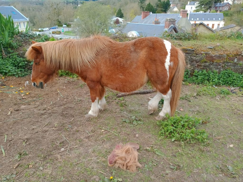 mue poney poils cheval paradise