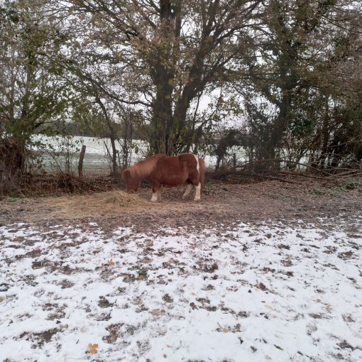 paddock paradise en hiver