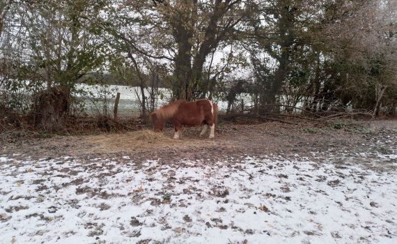 paddock paradise en hiver