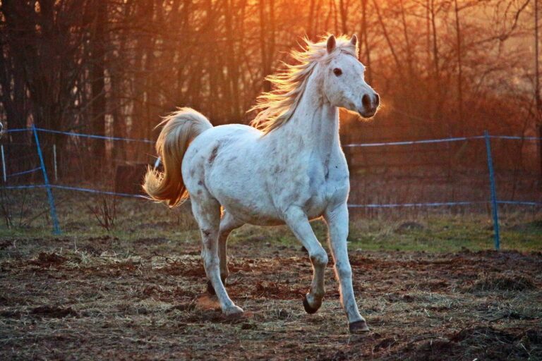 cheval blanc au galop