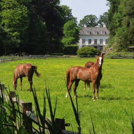 chevaux au pré devant la maison