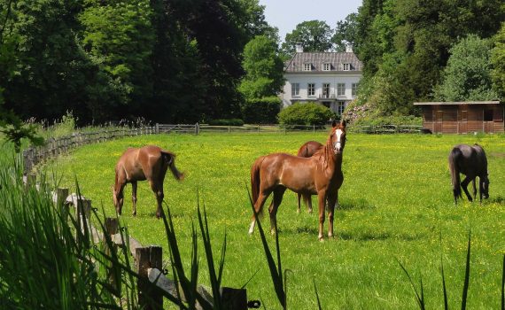 chevaux au pré devant la maison