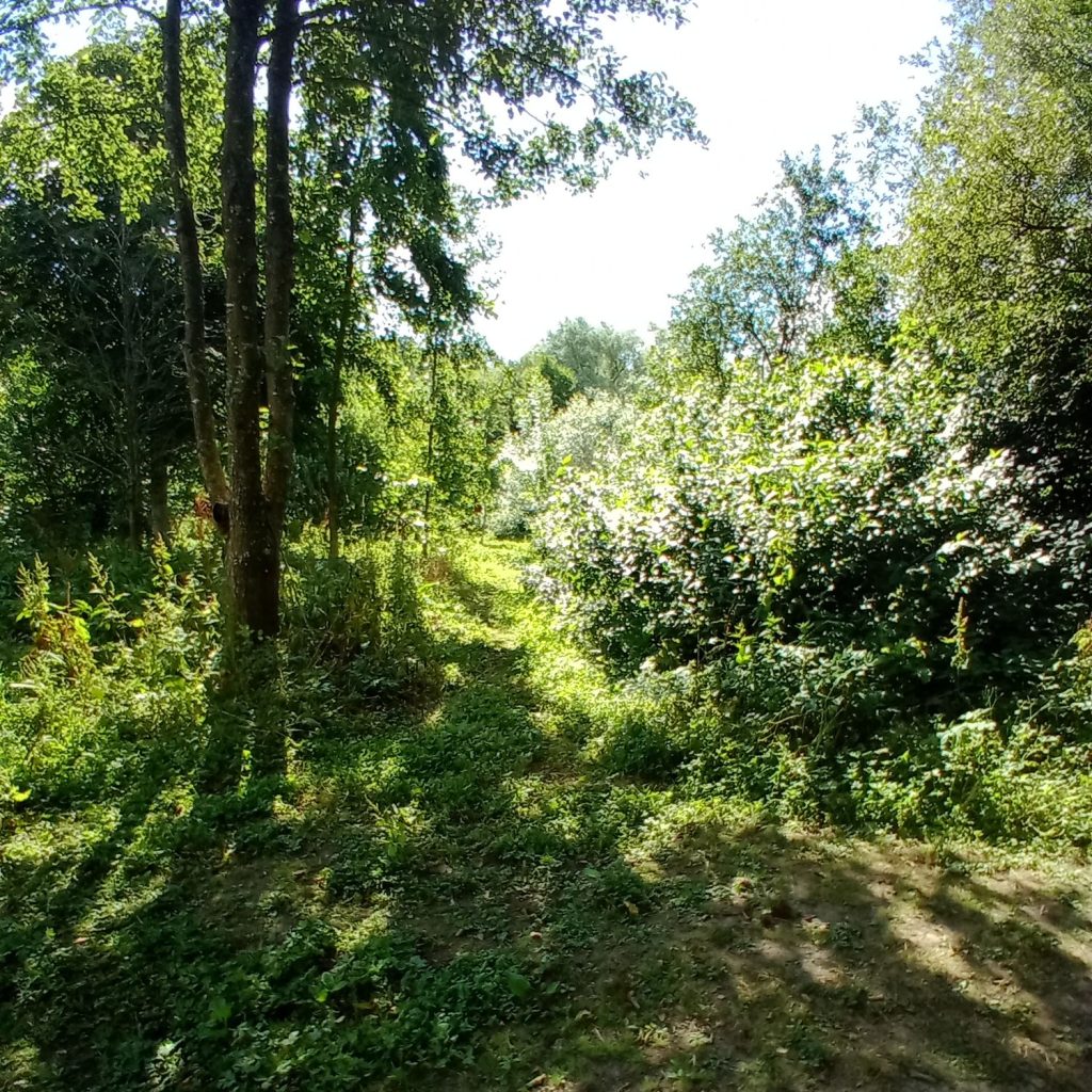 un sentier tracé par les poneys entre les broussailles dans le paddock