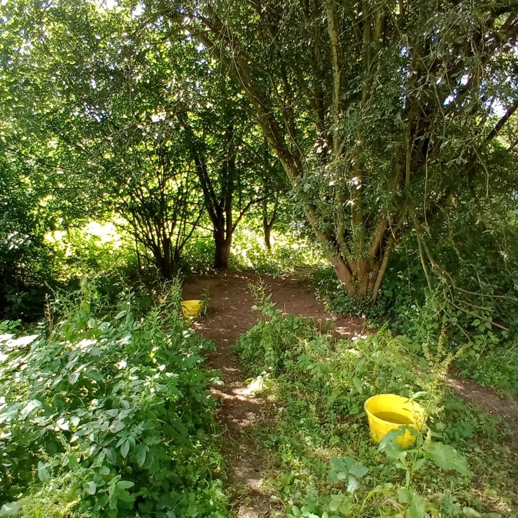 la zone sans verdure sous les arbres, et les pistes tracées entre les broussailles