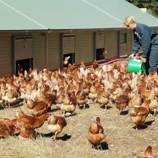 2015 agricultrice éleveuse de poules