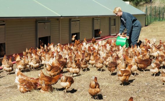 2015 agricultrice éleveuse de poules