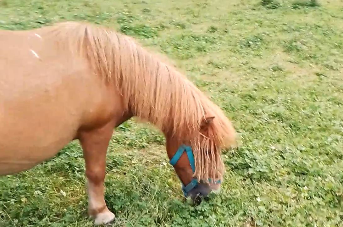 sucrette anti mouches cheval poney