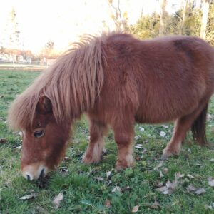 sucrette mange de l'herbe