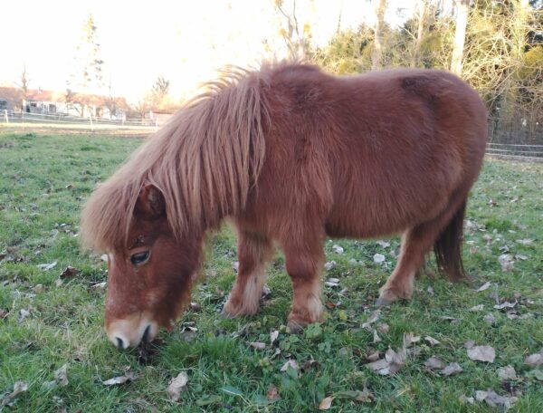 sucrette mange de l'herbe