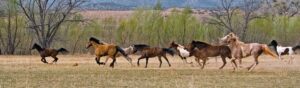 troupeau chevaux galop
