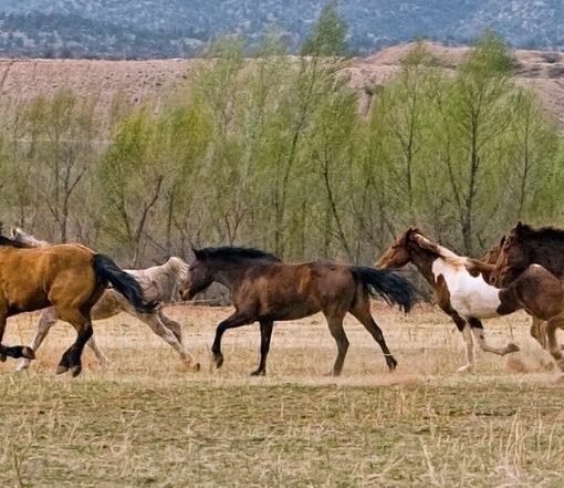 troupeau chevaux galop