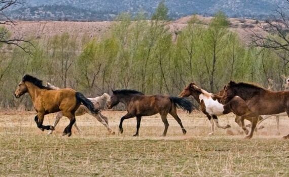 troupeau chevaux galop